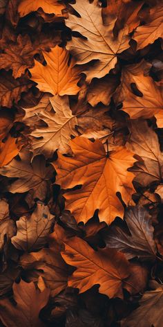 an image of autumn leaves on the ground