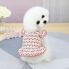 a small white dog wearing a red and white polka dot dress sitting on top of a table