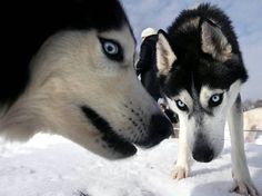 two husky dogs looking at each other in the snow with blue eyes and black fur