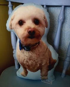 a white dog sitting on top of a blue chair