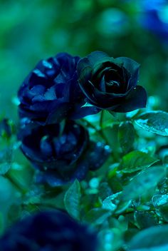 two blue roses with water droplets on them sitting in the middle of some green leaves