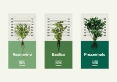 four different types of herbs are shown in the same color and size, each with their own name