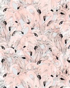 a flock of flamingos standing next to each other