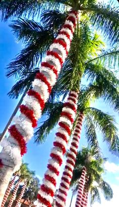 the palm trees are decorated with red and white garlands