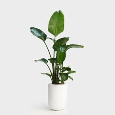 a potted plant with green leaves on a white background, in the shape of a vase