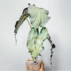 a person holding up a plant in a vase with dirt on the bottom and leaves growing out of it