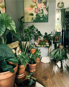 a room filled with lots of potted plants on top of hard wood flooring