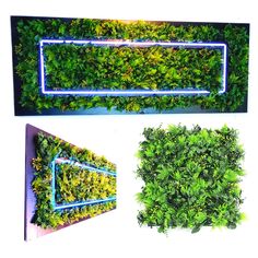 three different types of plants are shown in the same boxwood planter, one is green and the other is blue