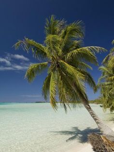 a palm tree sitting on top of a sandy beach next to the ocean with clear blue water