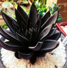 a large black plant sitting on top of white rocks