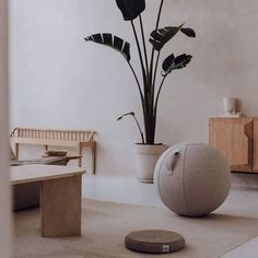 a living room with a plant in the corner and a ball on the floor next to it