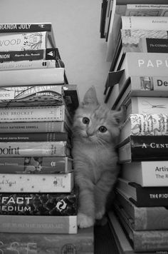 black and white photograph of a kitten hiding in a stack of books