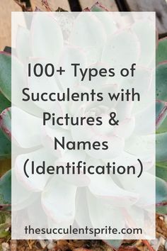 100+ Types of Succulents with Pictures & Names (Identification) Types Of Cactus Plants Houseplant, Succulent Leaf Propagation, Different Succulents Plants, Kinds Of Succulents, Identifying Succulents, Succulents Types, Succulent Tips, Replanting Succulents, House Jungle