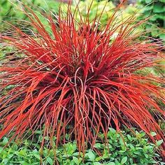 the red plant is growing in the garden