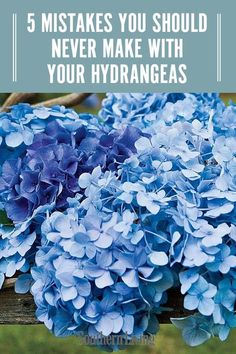 blue hydrangeas with text overlay that says 5 things you should never make with your hydrangeas