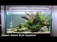 an aquarium with plants and rocks in it