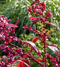 red flowers with green leaves in the foreground and other plants in the back ground