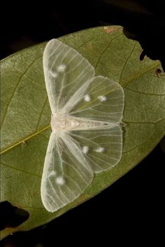 a white butterfly sitting on top of a green leaf