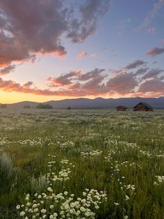 the sun is setting over an open field with wildflowers