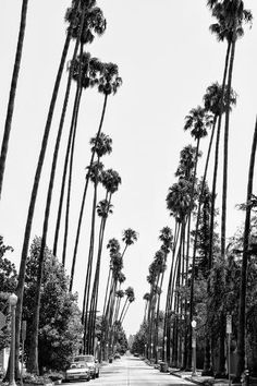 black and white photograph of palm trees lining a street