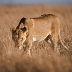 a lion walking through tall brown grass in the middle of an open field on a sunny day