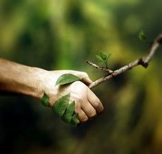 a hand holding a branch with leaves on it