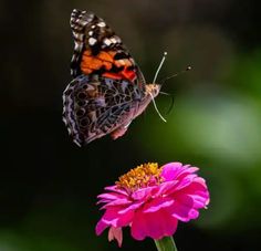 two butterflies on top of a pink flower