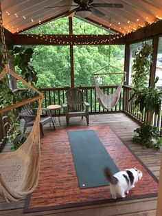 a cat standing on top of a yoga mat in front of a hammock