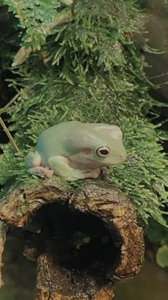 a frog sitting on top of a tree stump