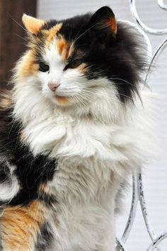 a cat sitting on top of a metal fence