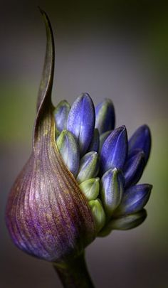 a purple flower with green tips on it