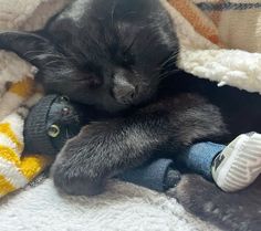 a small black cat sleeping on top of a pile of blankets and socks next to a stuffed animal