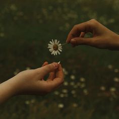 two hands reaching out towards each other holding a flower