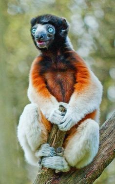 a brown and white monkey sitting on top of a tree branch