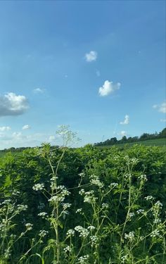 a field full of tall green plants under a blue sky with clouds in the background