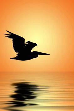 the silhouette of a bird flying over water at sunset, with its wings spread out