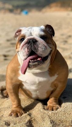 a brown and white dog sitting on top of a sandy beach