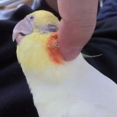 a close up of a person petting a yellow and white bird