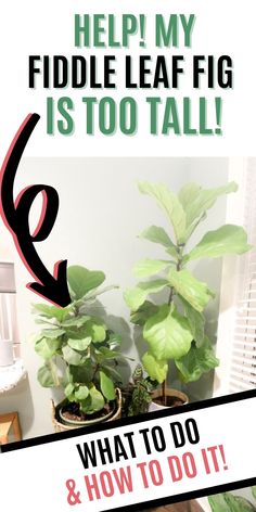 there is a sign that says help my fiddle leaf fig is too tall what to do and how to do it