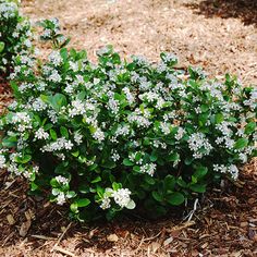 small white flowers are growing in the ground