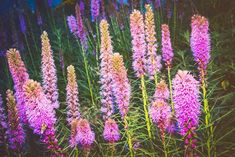 some very pretty purple flowers in the grass