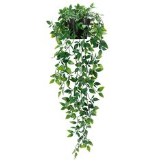 a green plant hanging from the side of a white wall