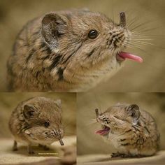 four pictures of a rodent with its mouth open and tongue hanging out to the side