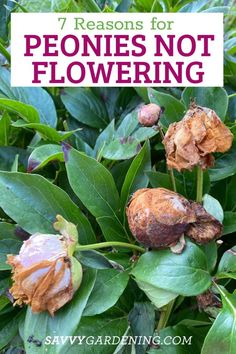 some flowers that are blooming in the garden with text overlay saying 7 reasons for peonies not flowering