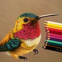 a drawing of a hummingbird with colored pencils in front of it's back