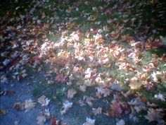 the leaves on the ground are all over the grass and in the middle of the yard