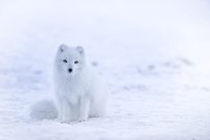 an arctic fox sitting in the snow looking at the camera