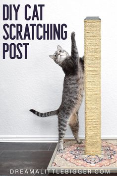 a cat standing on its hind legs trying to reach a scratching post