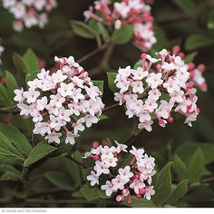 small white and pink flowers with green leaves