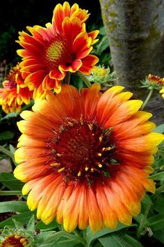 an orange and yellow flower with green leaves